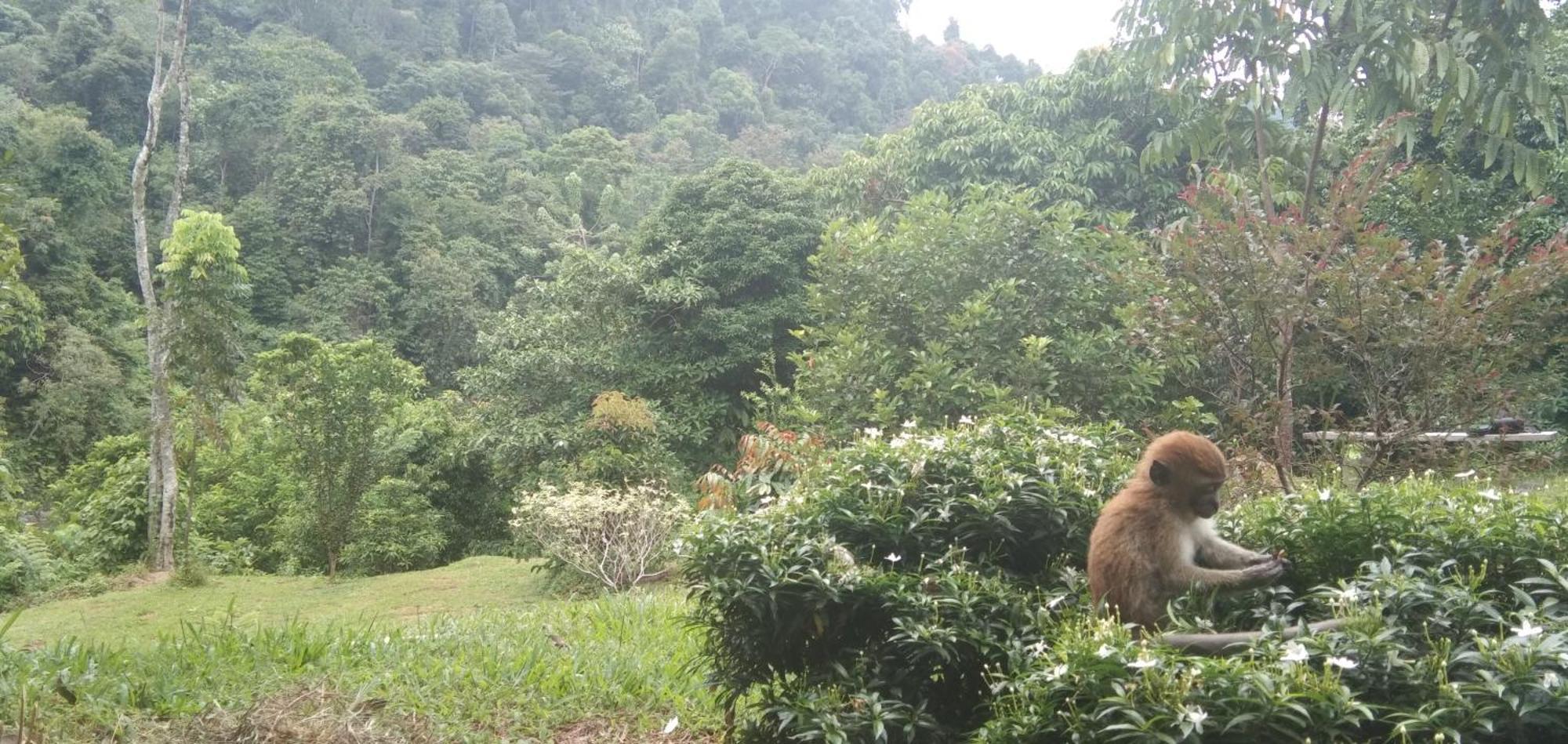 Green Forest Tangkahan 외부 사진