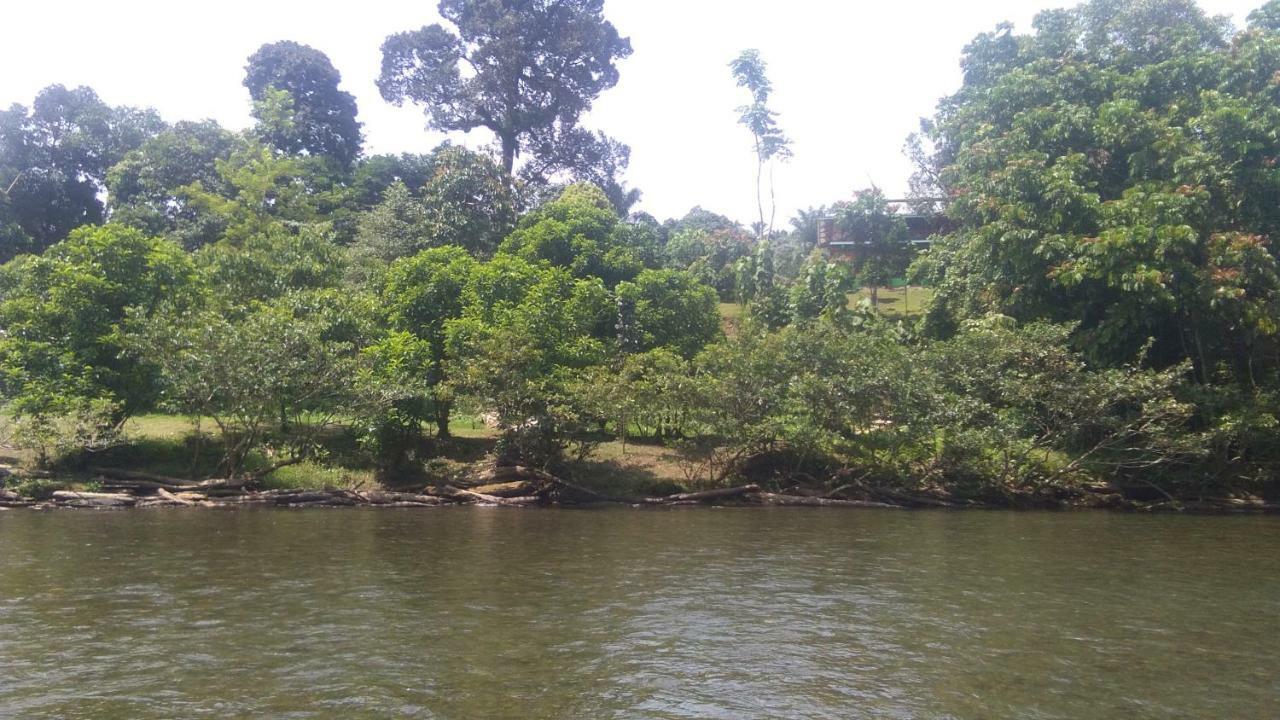 Green Forest Tangkahan 외부 사진
