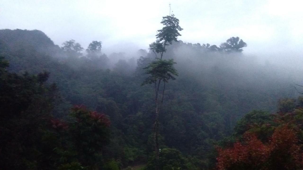 Green Forest Tangkahan 외부 사진