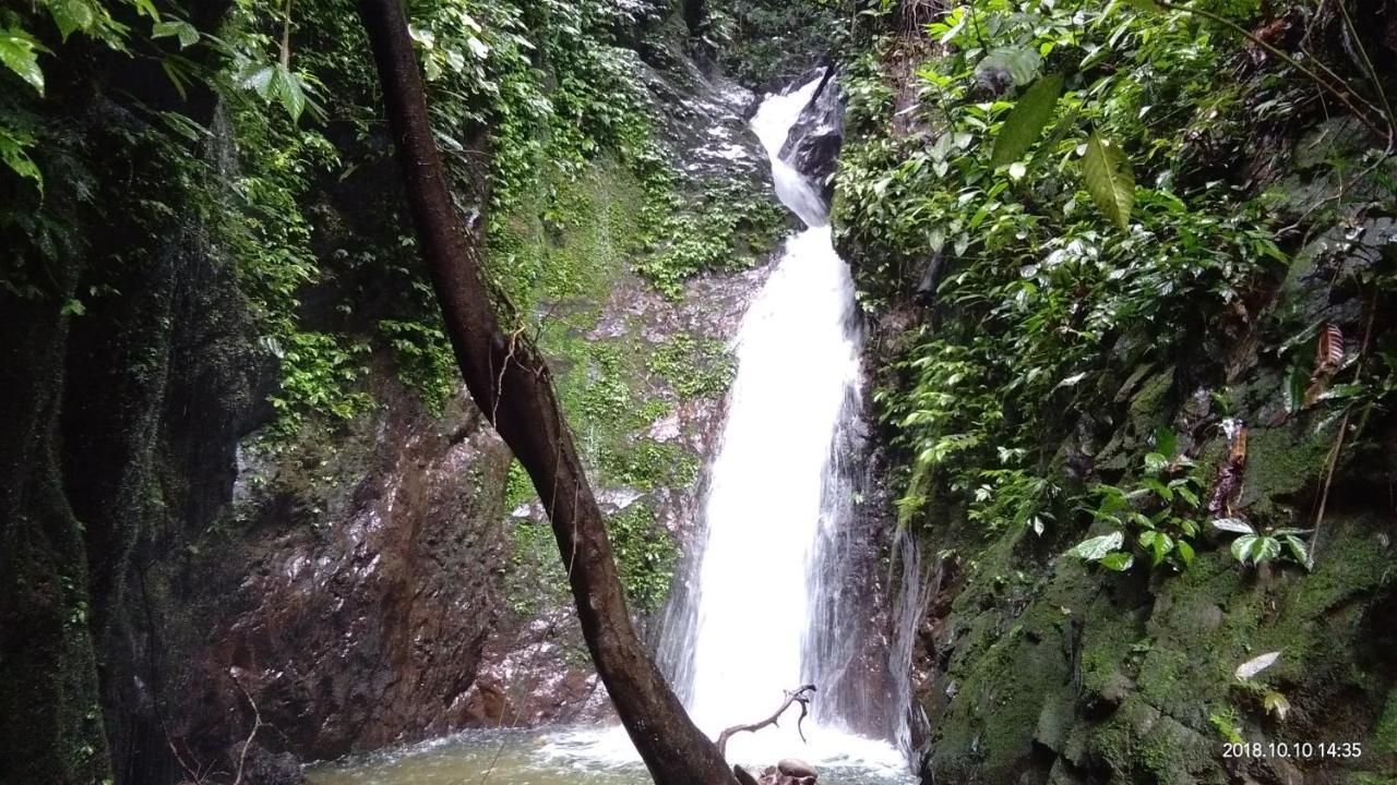 Green Forest Tangkahan 외부 사진